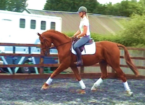 3 Year Old Dressage Stallion For Sale